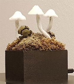 Magic Mushrooms II. in normalem Licht